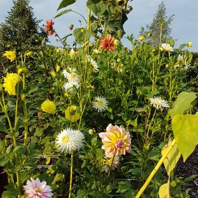 HendriksTinie's profile picture. 