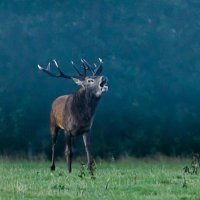 phillwatt (@philbalblair) 's Twitter Profile