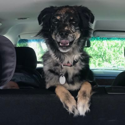 SusieSwedeHeart's profile picture. I would much rather be at the lake.