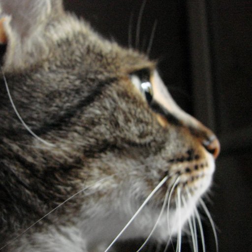 F_Tostapane's profile picture. 🐱  Wikipediano 🐱