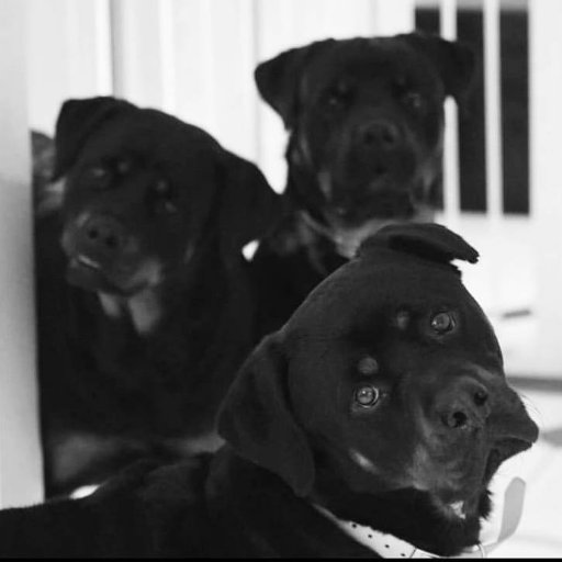 WELCOME TO ROTTWEILER FANS #Instagram @rottweilerfans and #Facebook @rottiefans #rottweilerfans rottweilerfans12@gmail.com