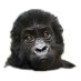 Itombwe Conservation (@itombwe) Twitter profile photo Itombwe Conservation (@itombwe) Twitter profile photo