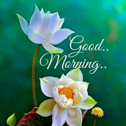 Bittu250198's profile picture. 