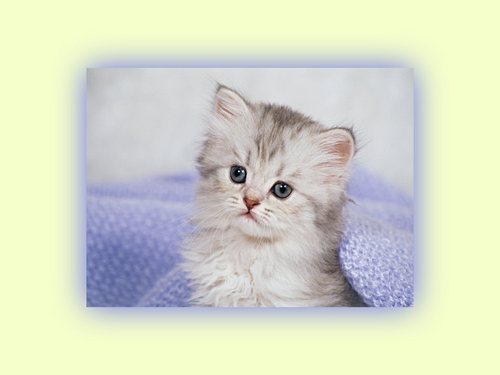 yakkun610's profile picture. 