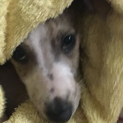 proud & noble whippet. owner of 3 humans. likes: chicken, socks, cheese and chewing socks hates: the rain & the dustpan & brush. it is my nemesis