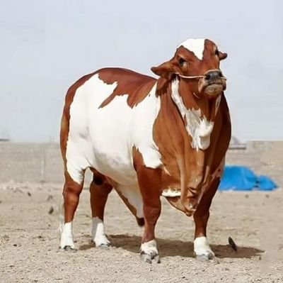 MianAti34981689's profile picture. 