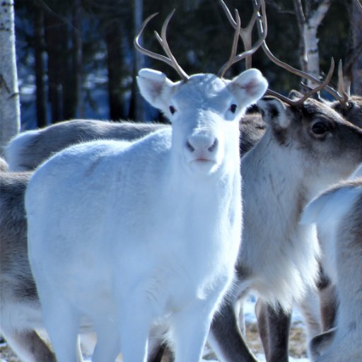 Reindeer Journeys in Rovaniemi, Lapland, Finland. Adopt Your Own Reindeer. #reindeerjourney