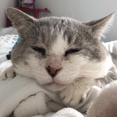 Mistigris Le Chat Gris Mistigrislechat Twitter Mistigris Le Chat Gris Mistigrislechat Twitter
