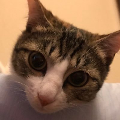 SHAKA_CAT2's profile picture. 京都人⛩/猫バカ🐱/SiM/TRIPLE AXE/XmasEileen