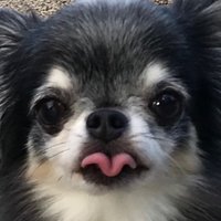 チワワの🐾るぅく🎵唄います (@luke39s) 's Twitter Profile