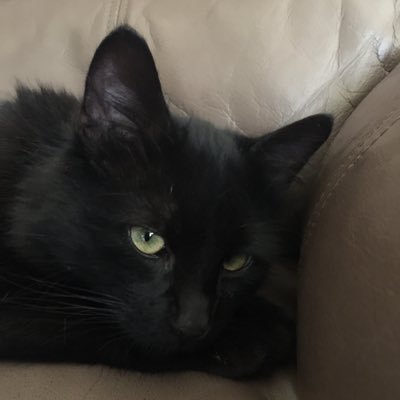 GeneralCattis Profile Picture