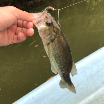 バス釣り専用アカウントです。ラバージグ、トップ、スピナべ、メタルバイブを主に投げてるまだまだ初心者の17歳の釣り人です。ヤマメ釣りもしてます。フォローよろしくお願いします