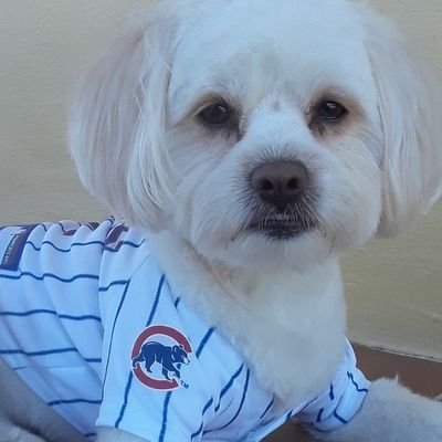 Only true Friends will leave Paw prints in your Heart 🐾🐶. CHICAGO CUBS TEAM FAN .
Freedom is Not Free.
God Bless The United States of América 🇺🇲🇺🇲



.