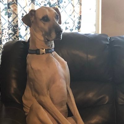 DaneDozer's profile picture. I’m a 5 year old Great Dane. I was rescued and now live with the family that I adopted