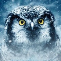 IceDice (@icedice74) 's Twitter Profile Photo IceDice (@icedice74) 's Twitter Profile Photo