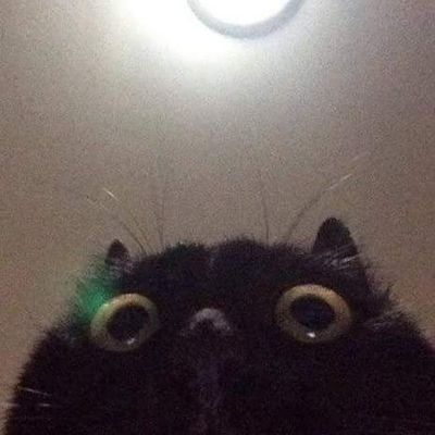 RainbowKitty003's profile picture. Any pronouns 🐱