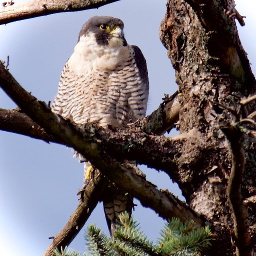 birdsights's profile picture. Taking a walk in nature cures all...