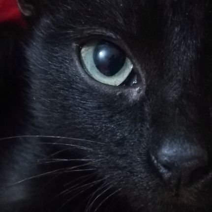 SoraSeoane's profile picture. •Horror movies 🔪 •Halloween 🎃 •Twilight 🌲 •Buffy ⚰️ •IWTV🩸 •(she/her) 🌙