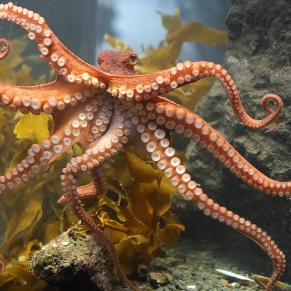 🐙 History, Lifecycle, Research
📖 Education, Conservation
🎨 Art of octopuses
📹 Historical Videos of octopuses