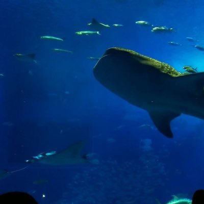 raimkuio's profile picture. 沖縄住み 1718036 Gです。 好き:安室奈美恵