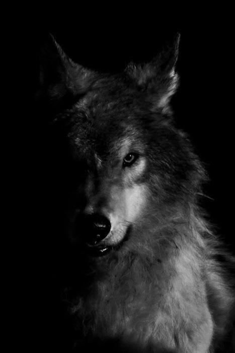 Soy un lobo solitario, yo no espero a nadie....
y nadie me espera a mi..