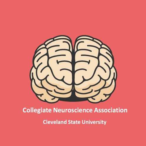 The Collegiate Neuroscience Association at Cleveland State University aims to act as a bridge for students, faculty, and researchers between all things neuro.