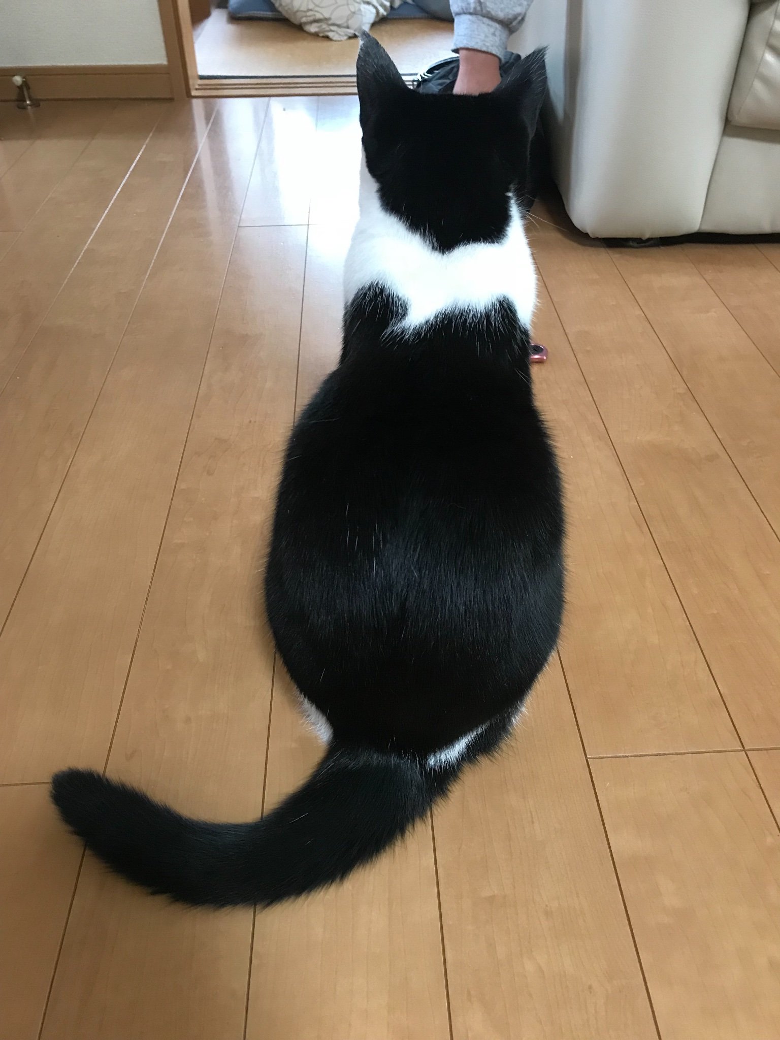 uma_kirishima's profile picture. 