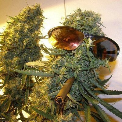 Herbalist. Happiness is a freshly cleaned vaporizer. #Cannabis #Legalized #CannabisTO
Current strains: Citrus Sunshine Haze, Cheemo, True OG