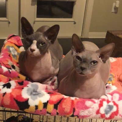 Our names are Winston and Gloria! We are brother and sister Bambinos who enjoy good cat food, a sunny window, and a warm blanket! 💕