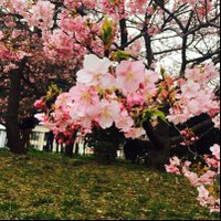 さくら🌸@育休 (@sakura_engxx) 's Twitter Profile