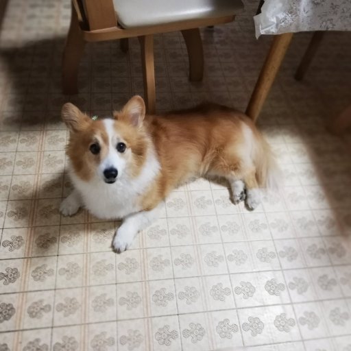 中坊進二が淡々とかわいい動物画像をリツイートして参ります。思い出したかのように時々、日常的なことも呟きます。このアカウントと、インスタグラムやフェイスブックの方に投稿しているイヌヌワンは、うちの犬です。今のマイブームはスパイスカレー。