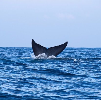 ZibaAkkerman's profile picture. 