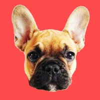 Frenchie For Sale(@FrenchieForSale) 's Twitter Profile Photo