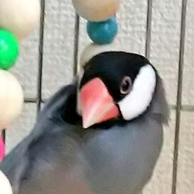 同人HN:新月壱夜。文鳥と猫好きな古の腐女子。今はシナモン文鳥の玉ちゃんと暮らしている。TOSスポック好き。TF司令官kawaii。成人済。STAR TREK/日ハム/JAXA/TF初代･実写・P・ES/大帝司令/IL/昭和ライダー/パシリム/六四天安門/エロ・スパム垢は即報告してブロック