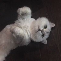 기도 (@oogido_) 's Twitter Profile