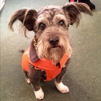 SamtheServiceDog(@CushingsAdvoca2) 's Twitter Profile Photo