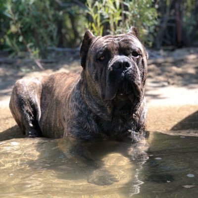 The magic of a Cane Corso cannot be put into words! We breed for good health & temperament to share the magic with others! AKC/ICCF registered.
