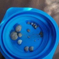 IUCN-SSC Mollusc SG (@ssc_mollusc_sg) 's Twitter Profile