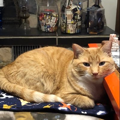 FallaMichele's profile picture. 🇯🇲🇨🇦