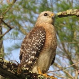 On a mission to record bird sightings in all 3,143 US counties. #birding #birder #birds #countybirder