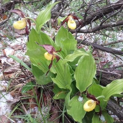 Berguedà al cor .Amant de la meva terra ,de la natura,dels bolets ,de la cuina casolana, la muntanya i de els meus amics.