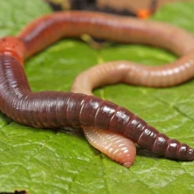 I AM WHO THE WORM SAYS I AM.
FOLLOW THE WORM AND THE WORM SHALL FOLLOW.
