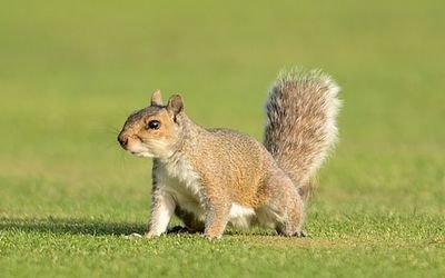 SquirrelsUwgb's profile picture. Just out here looking for nuts