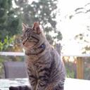 Dee McQueen - @Cleocat55 - Twitter