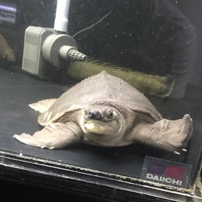 大型魚アロワナなど飼ってます。アクアやってる方仲良くして下さい(o^^o) あと🎮鉄拳やってる方も仲良くしてやって下さい。(自分雑魚ですw)無言フォローすいやせん!!