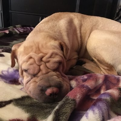 snowdragon76's profile picture. I can be a snarky lady. But most of the time, I'm pretty chill.