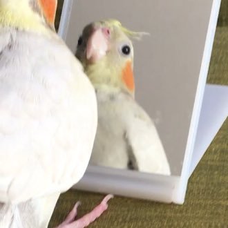 オカメインコ大好きなAC。 社会不安障害・鬱病 ・HSPで気持ちを言葉にするのが苦手。モラハラ父と問題に向き合わず不満愚痴を娘に垂れ流し続ける母との機能不全家族で育ちました。 アダルトチルドレンの人と繋がりたいので気軽にフォローしてください＆無言フォロー失礼します🙇‍♀️