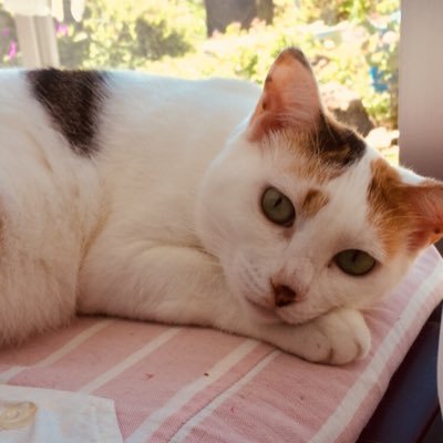 dandytaka0820's profile picture. 