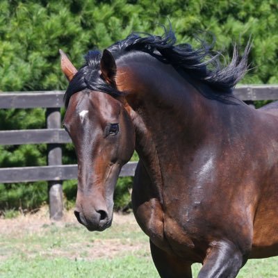 Changeover NZ - Champion Standardbred Stallion. LT: 2,426,765. Progeny LT: 17,653,979 (28.02.22) Burwood Stud M:0428718533. https://t.co/Kooku2QEuU