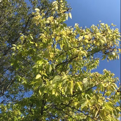 sharon_hollett's profile picture. I’m me